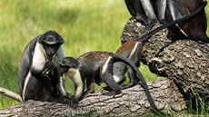 Ko�kodani si nového výb�hu v ostravské zoo u�ívají.