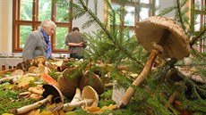 Výstava hub v Jihoeském muzeu v eských Budjovicích potrvá do tvrtka.