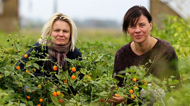 Hana Polanská (vlevo) s Alenou Dolealovou pstují pálivé papriky v pti...