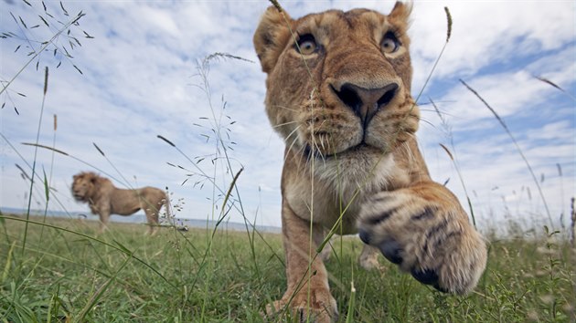 Mld lva pustinnho (Panthera leo) zachycen fotopast v kesk prodn rezervaci Masai Mara