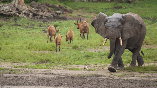 Slon africk m k napajedlu, antilopy bongo od nj odchzej.