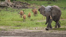Slon africký míí k napajedlu, antilopy bongo od nj odcházejí.