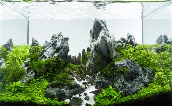 Umělé akvarijní horstvo poskytuje rybičkám hodně přirozených úkrytů.