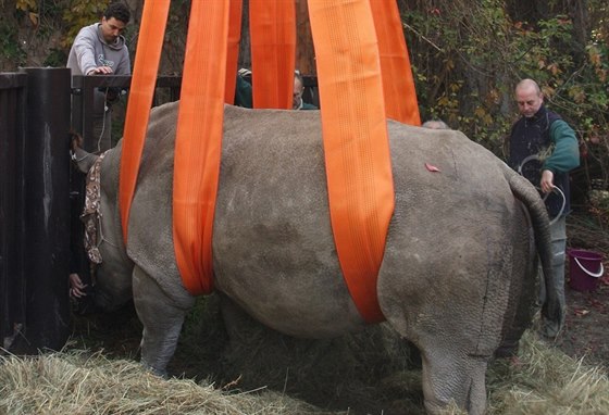 Speciální zákrok ve dvorské zoo má vést k tomu, aby samice nosorožce Nabiré...