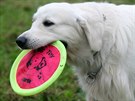 Aport frisbee provil talent psa i páníka