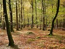 Hluboké lesy irského národního parku Tollymore Forest Park