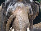 Mekong byl do letošního srpna jediným samcem v Zoo Praha. Za celý život zplodil...