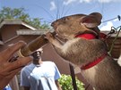 Organizace Apopo krysy chová a trénuje v tanzanském univerzitním kampusu. Krom...