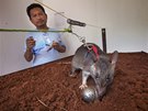 Tanzanské krysy se uí odhalit trinitrotoluen. Práv ten se dá najít ve vtin...