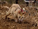 Díky pikovému ichu krysy v Mosambiku zachraují ivoty.