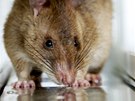 Nkteré krysy pracují v terénu, jiné v laboratoích. Místo nálapných min...