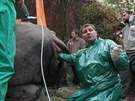 Speciln zkrok ve dvorsk zoo m vst k tomu, aby samice nosoroce Nabir...