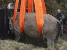 Speciln zkrok ve dvorsk zoo m vst k tomu, aby samice nosoroce Nabir...