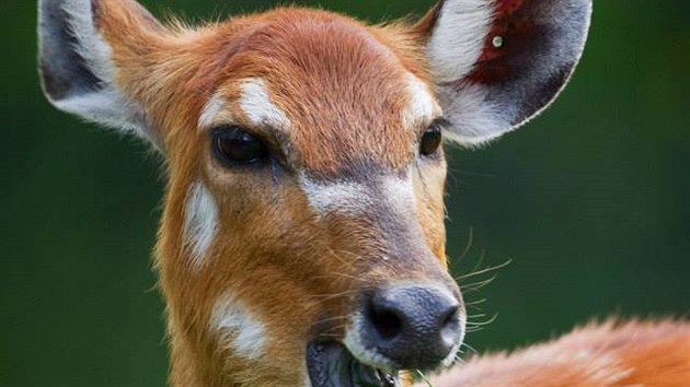 Sitatunga neboli antilopa bahenn ve vbhu Zoo Praha