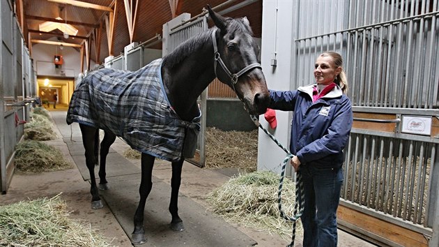 Klisna Orphee des Blins bude hlavn favoritkou vkendov Velk pardubick. Ve Zhoi se o ni star chovatelka Katarna Barborkov.