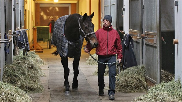 Klisna Orphee des Blins bude hlavn favoritkou vkendov Velk pardubick. Ve Zhoi se o ni star chovatel Ji Plzk.