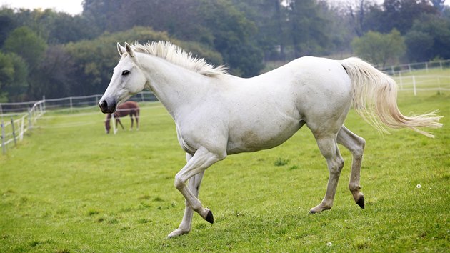 Klisna Sixteen, dvojnsobn vtzka Velk pardubick. 