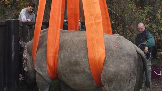 Speciální zákrok ve dvorské zoo má vést k tomu, aby samice nosorožce Nabiré mohla mít potomka.