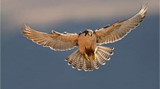 Na nádvo�í zámku budou k vid�ní stovky dravých pták�