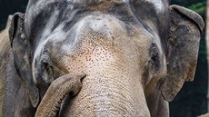 Mekong byl do letoního srpna jediným samcem v Zoo Praha. Za celý ivot zplodil...