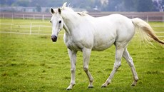 Josef Barto v sedle Sixteen pi její derniée na Velké pardubické. 