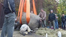 Speciální zákrok ve dvorské zoo má vést k tomu, aby samice nosoroce Nabiré...