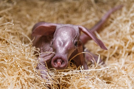 Hrabáe chová v Evrop jen osmnáct zoologických zahrad. V té praské jsou...