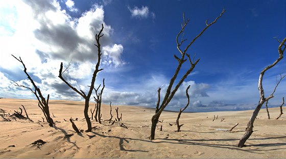 Neustále postupující písečné duny postupně pohřbívají lesní porost. Poutník má...