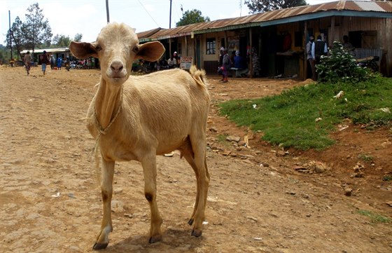 Keňan nabízí za Obamovu dceru 150hlavé stádo hospodářského dobytka. Ilustrační foto