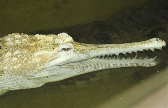 Samice gaviála sundského v protivínské krokodýlí zoo.