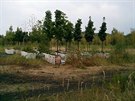 Kv�tiná�e jsou odstaveny na pozemku Prahy 5 nedaleko Galerie Butovice.