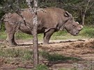 V rezervaci v Keni uhynul vzácný nosoroec bílý severní Suni.