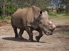 V rezervaci v Keni uhynul vzácný nosoroec bílý severní Suni.