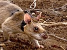 Díky pikovému ichu krysy v Mosambiku zachraují ivoty.