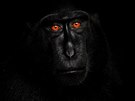 PETR BAMBOUSEK, VOLNÝ: Portrét makaka, Sulawesi, erven 2014 (Píroda, 2. cena)