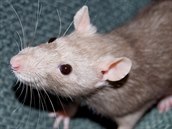 Potkan (ilustrační foto)