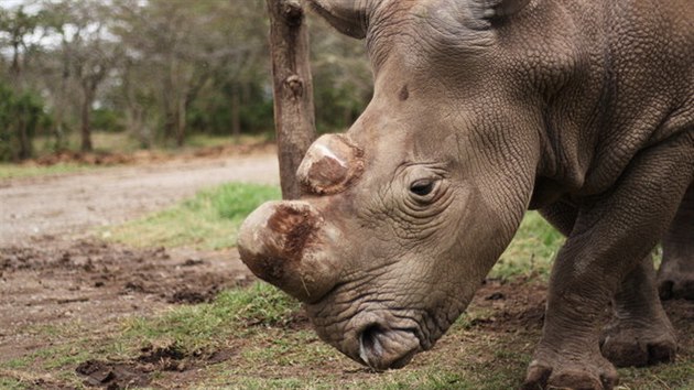 V rezervaci v Keni uhynul vzácný nosorožec bílý severní Suni.
