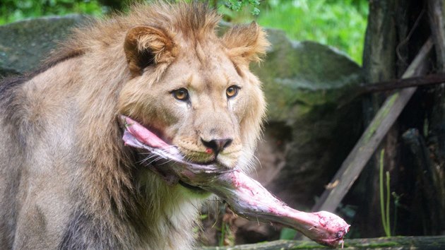 Lev berbersk v krlovdvorsk zoo.