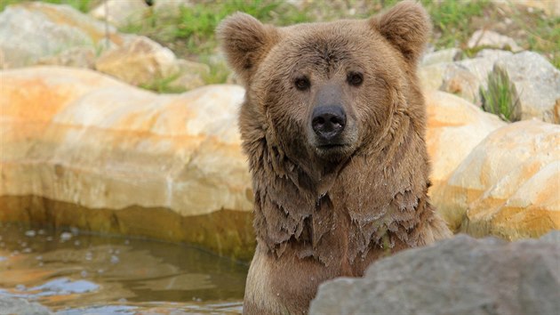 Hlubock zoo by Altajovi rda sehnala i samiku.