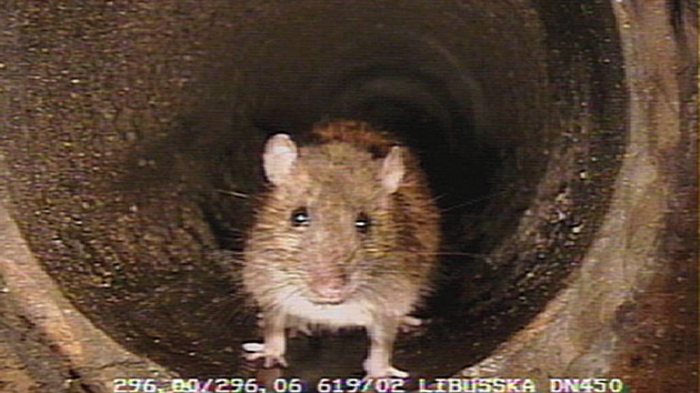V pražské kanalizační síti žije pět milionů potkanů, je to jen odhad, přesná...
