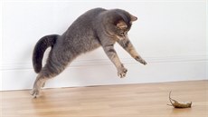 Kdy� má ko�ka hlad, do ká�e si s my�í poradit b�hem okam�iku.