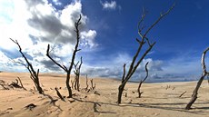 Neustále postupující píse�né duny postupn� poh�bívají lesní porost. Poutník má...