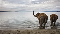 KOUPEL: Sloni z národního cirkusu "Knie" se jdou vykoupat do enevského jezera...