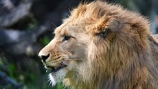 Lev berberský v královédvorské zoo.