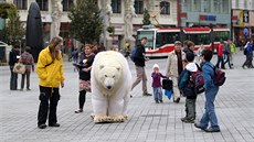 Na brnnském námstí Svobody budil rozruch lední medvd (15. íjna 2014).