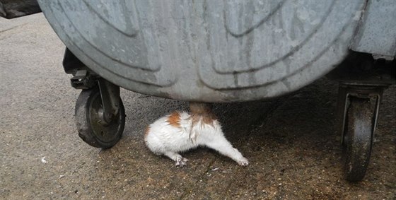 Kotě strčilo hlavu do kontejneru u Bertiných lázní v Třeboni. Zachránili ho...