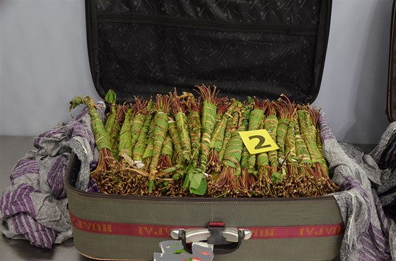 Celníci v kufrech Nizozemce nali jednaticet kilogram výhonk rostliny katy.