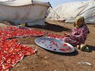 Syrská uprchlice suí papriky v táboe v Azazu, který leí poblí tureckých...