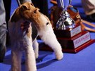 Vítz brnnské Evropské a Národní výstavy ps - belgický foxteriér King Arthur.