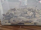 Tři Češi vezli ve Škodě Octavii 99 ještěrů a 14 jedovatých hadů. Celníci je...